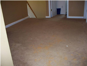 carpet before